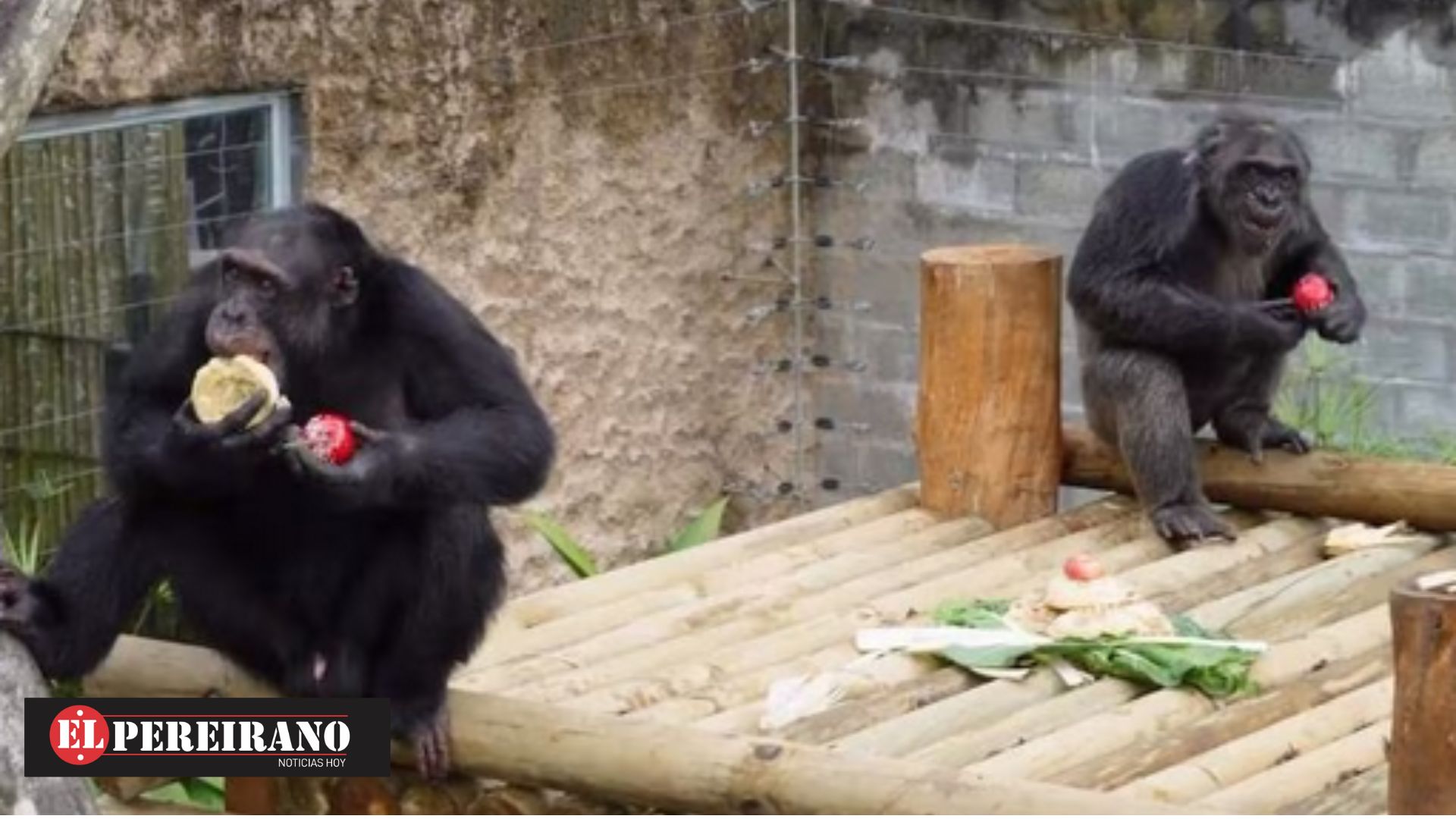 En cosas entrañables de nuestro bienamado género... toca rendir tributo al  Jolly Chimp, ese juguete japonés de los 50 que gracias al relato \, image size:1920x1080