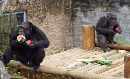 chimpancé