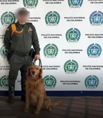 Incautan 5 kilos de marihuana tipo cripy en encomiendas