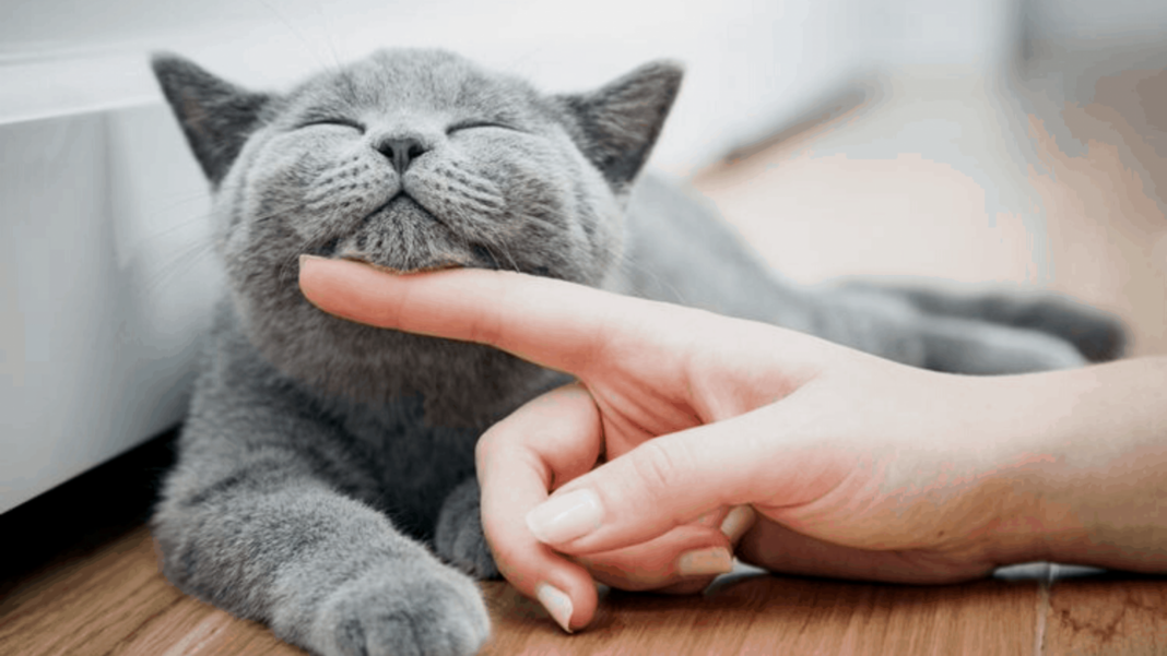 Día Internacional del Gato: Importancia y Cuidados Esenciales