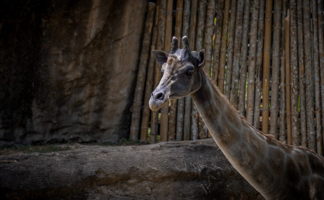 Bioparque Ukumarí celebra el cumpleaños de Otún, la única jirafa de Colombia, con una promoción especial 2x1 para quienes cumplan años en febrero
