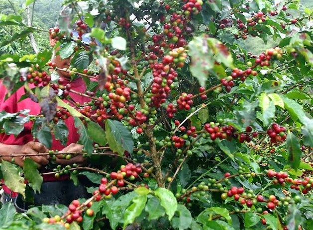 Risaralda enfrenta crisis cafetera por propagación de roya