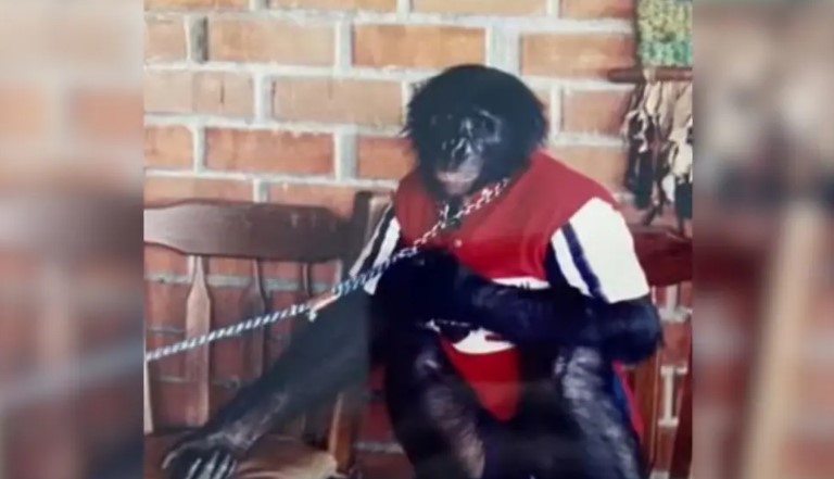 Yoko, el chimpancé que sufrió años de maltrato, inicia nueva vida