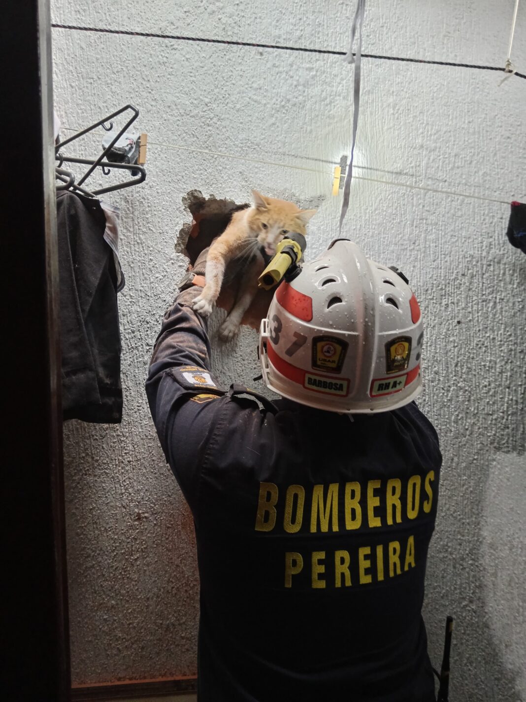 Bomberos rescatan gato atrapado en Pereira
