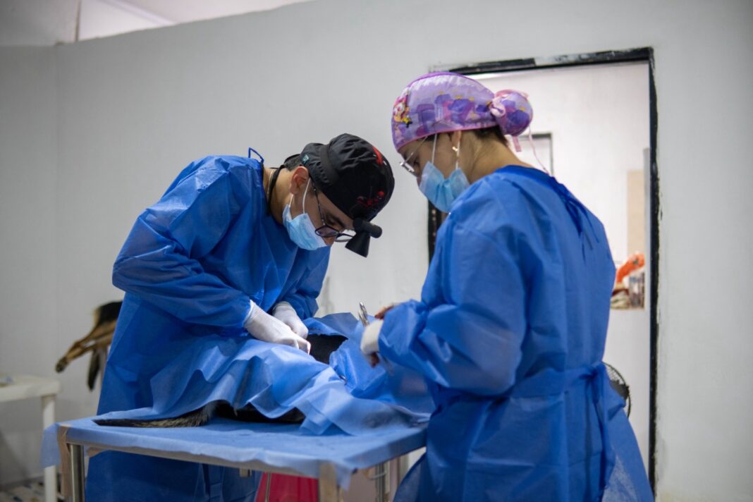 Esterilización gratuita en Boston para más de 100 mascotas