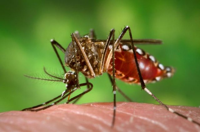 Brote de fiebre amarilla deja un niño fallecido