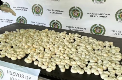 Venta ilegal de huevos de iguana pone en peligro la fauna