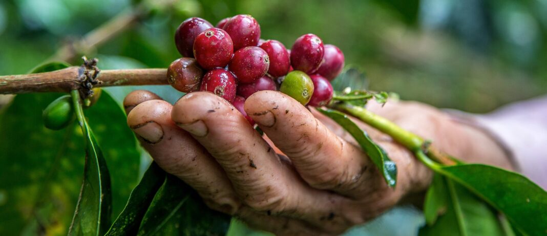 Las lluvias reducen cosecha de café en Risaralda