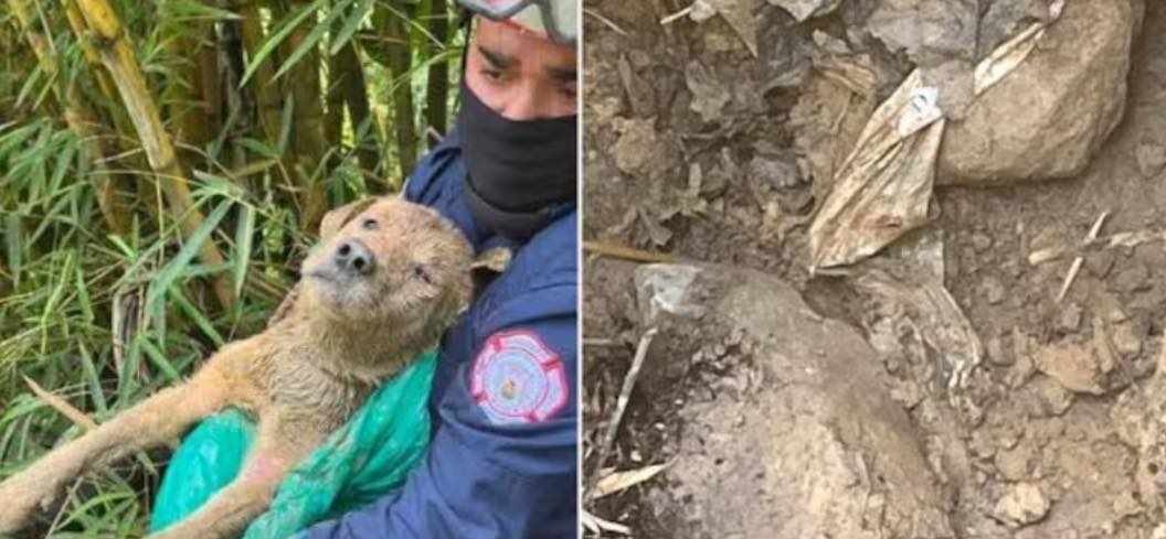 perrito fue hallado enterrado vivo y logró sobrevivir gracias al aviso