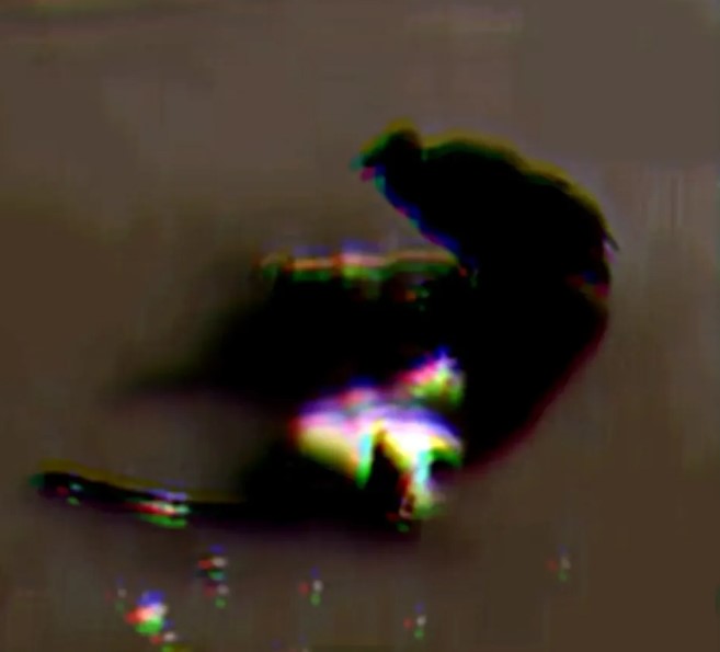 Cuerpo de mujer, fue hallado en el río Cauca