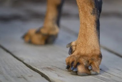 Joven en Pereira agredió a su perro y atacó con cuchillo a su hermano