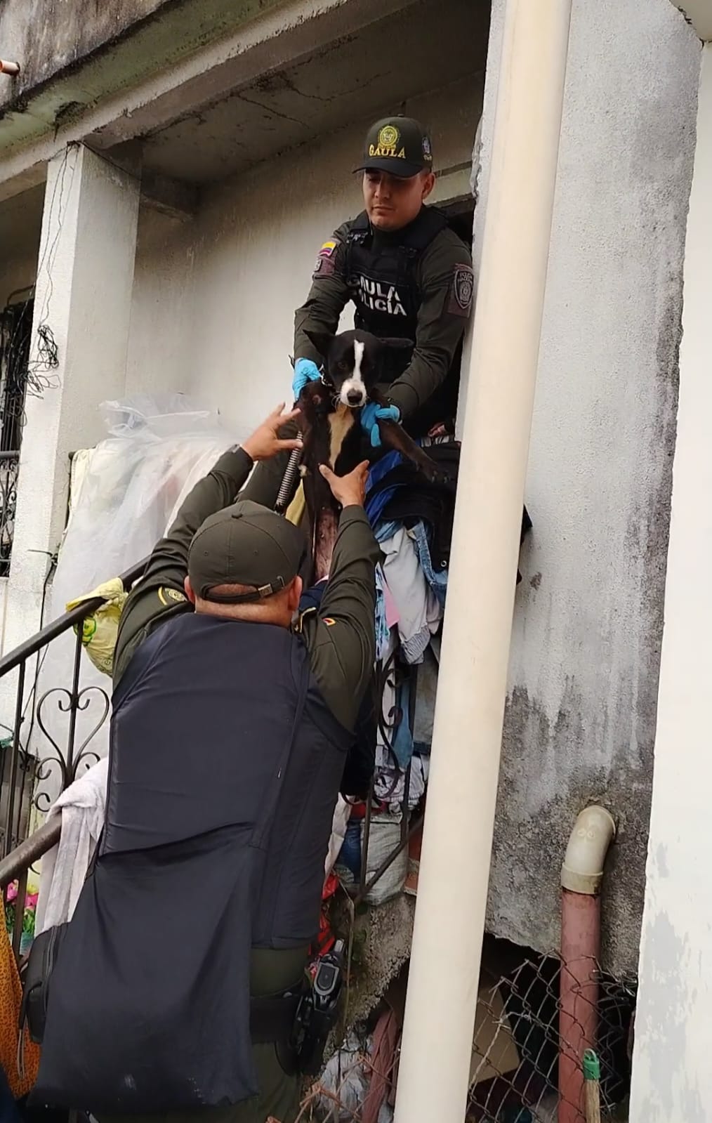 Rescatan 15 animales maltratados en una casa de Dosquebradas