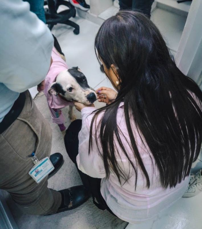 El Quindío quiere replicar el modelo del Hospital Público Veterinario