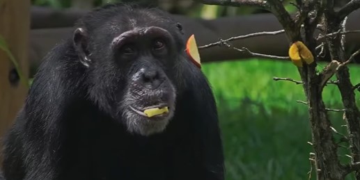 Carder revisa la adaptación del chimpancé Yoko