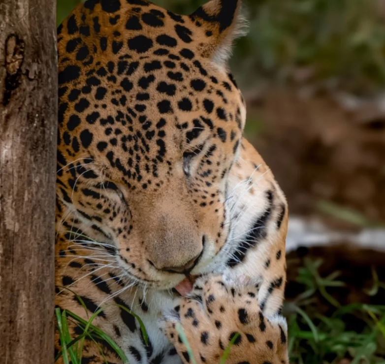Ukumarí lidera lucha contra el tráfico ilegal de fauna silvestre