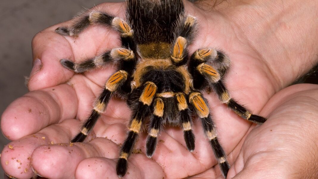 Carder incauta tarántulas en tiendas de mascotas en Dosquebradas