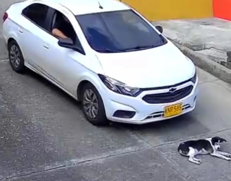 Conductor atropelló a un perro y quedó grabado
