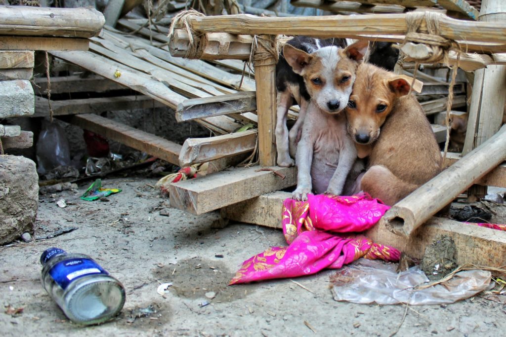 Las “doñas” de Pereira, mujeres que salvan animales