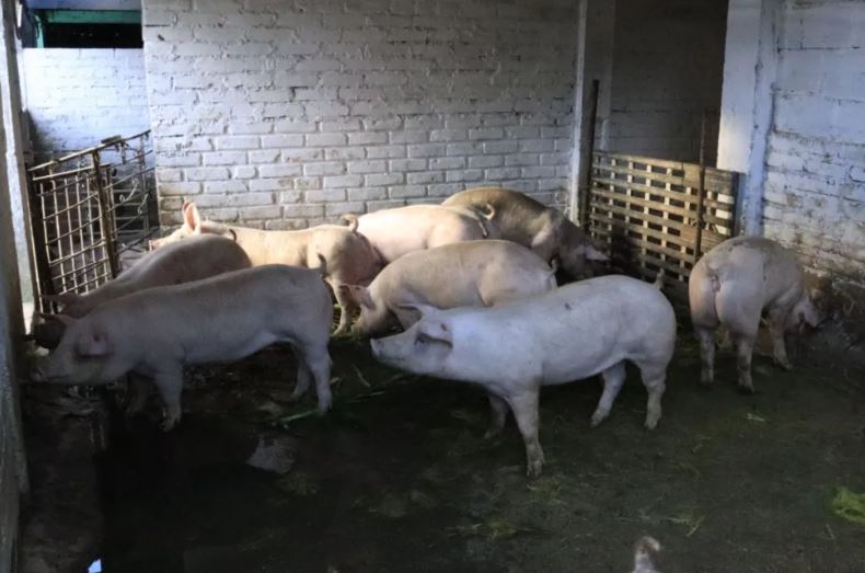 Cierran matadero clandestino que contaminaba el río Otún en Pereira