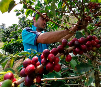 Roban café a familia campesina, en plena cosecha