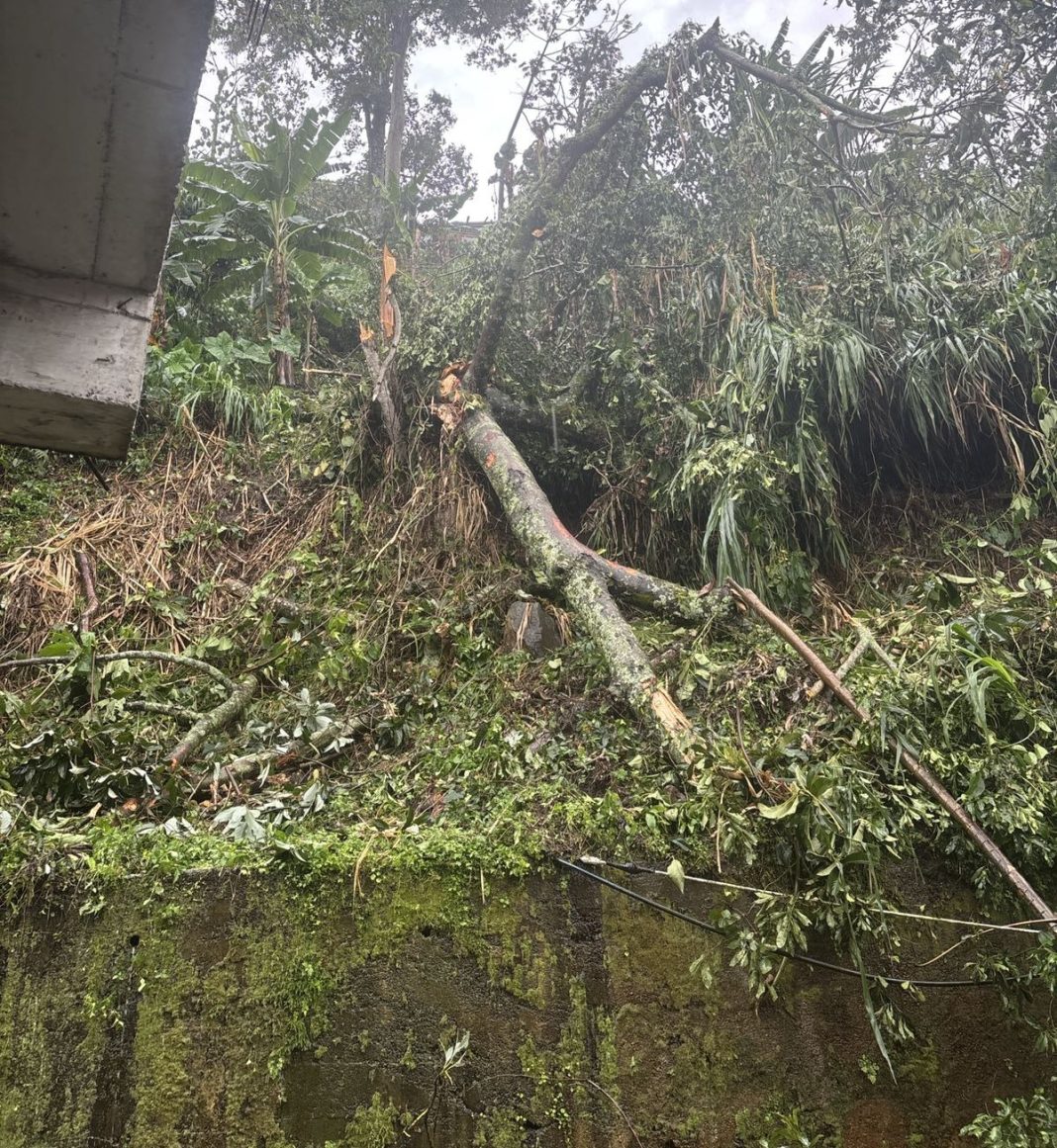 Vendaval en Pereira dejó destechamientos y caída de árboles