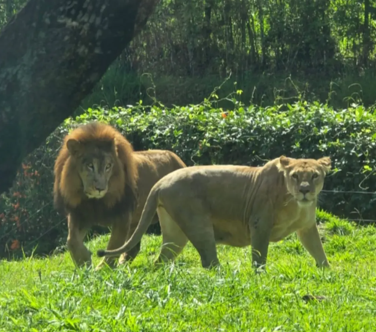 Ukumarí celebra 10 años con la llegada de dos leonas