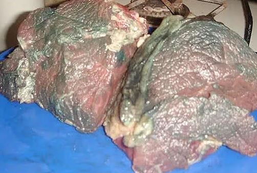 Clausuran expendios de carne por incumplir normas sanitarias