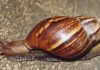 Buscan eliminar el caracol africano en el Eje Cafetero
