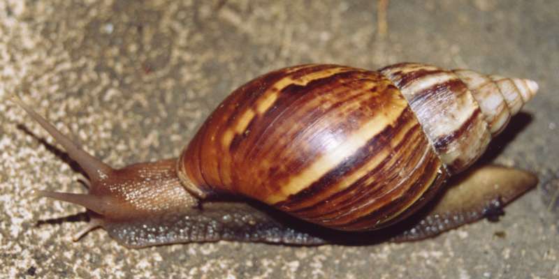 Buscan eliminar el caracol africano en el Eje Cafetero