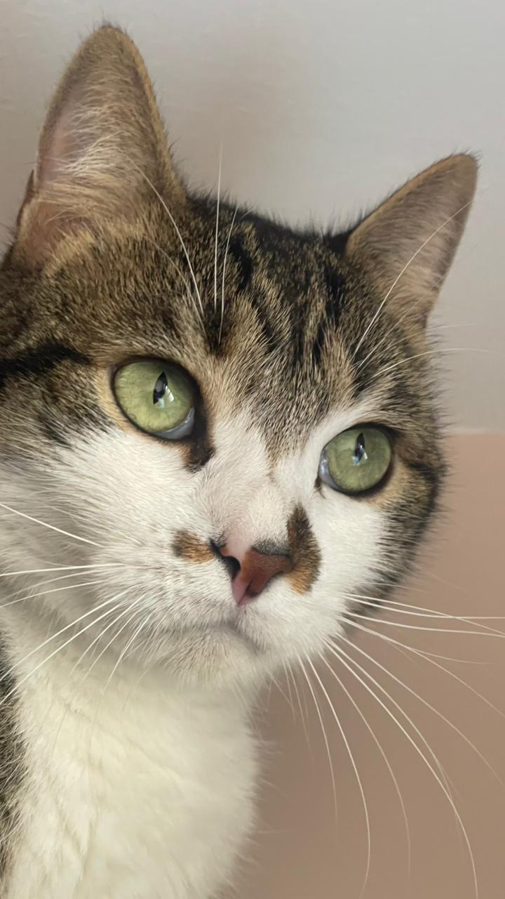 Pereira reafirma su compromiso con el bienestar animal