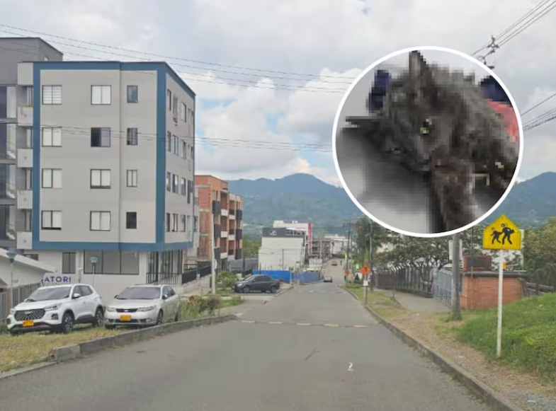 Comunidad exige justicia tras brutal caso de gato desollado vivo