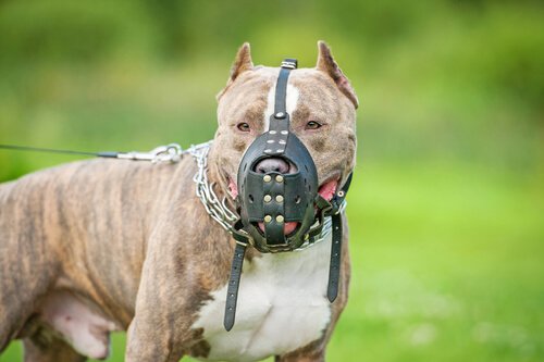 Niño de un año fue atacado por pitbull en Parque Industrial