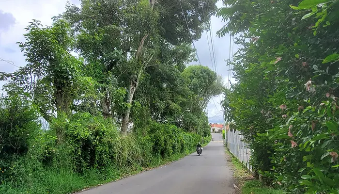 Pereira interviene árboles en riesgo por fuertes lluvias