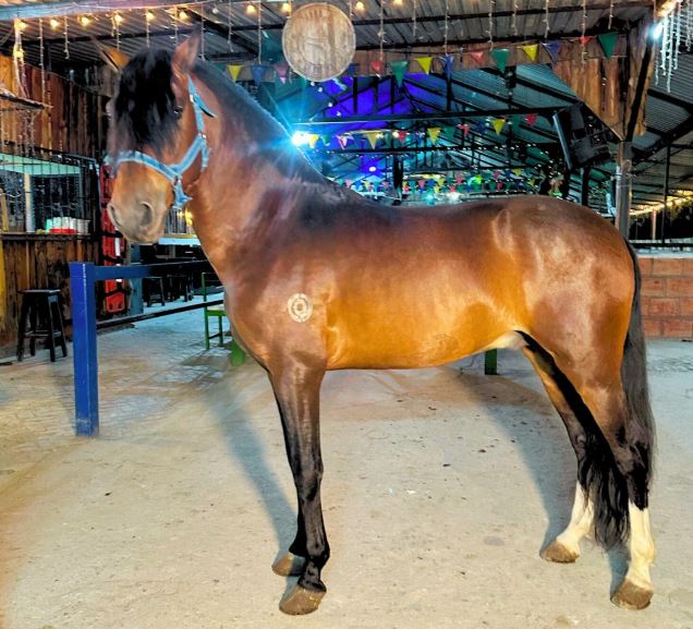 Indignación por uso de caballos en discotecas de Pereira