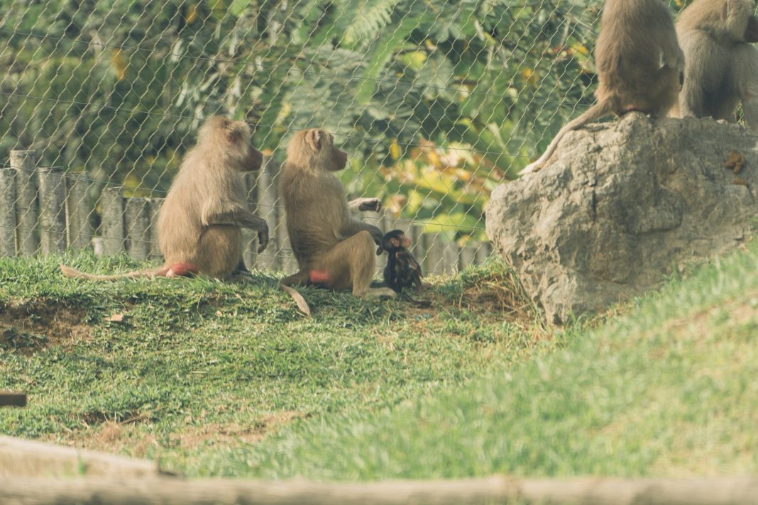 Ukumarí celebra nacimientos históricos de especies silvestres