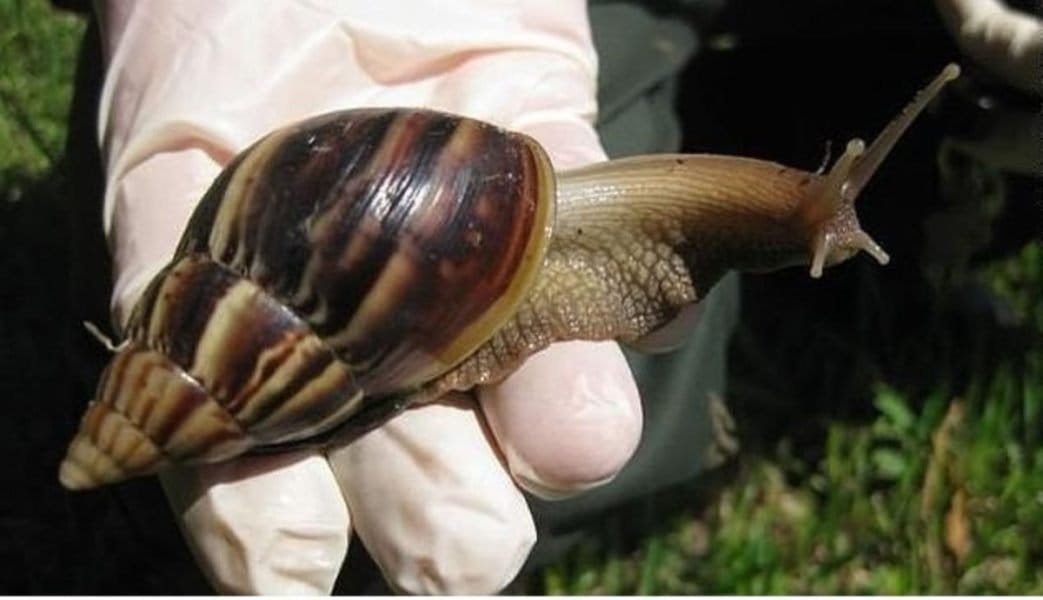 Caracol africano pone en riesgo el agua de La Virginia