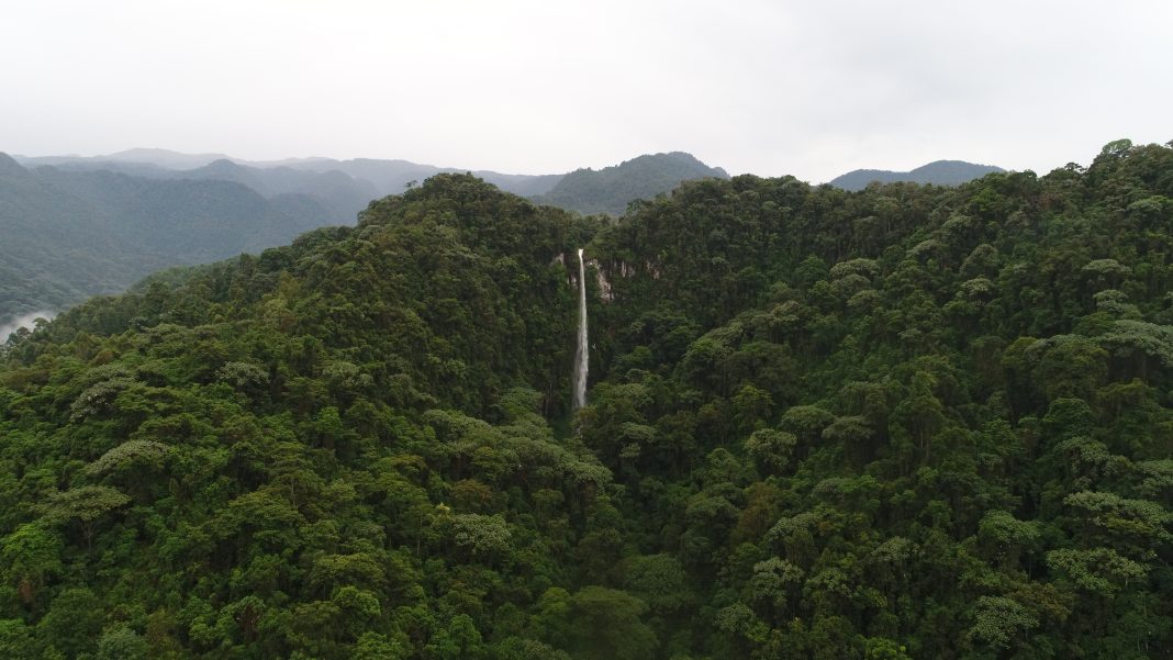 Risaralda fortalece los negocios verdes en el Día de los Bosques
